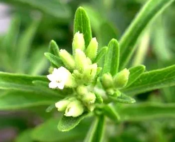 stevia első