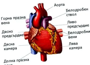 szelep valva anatómia