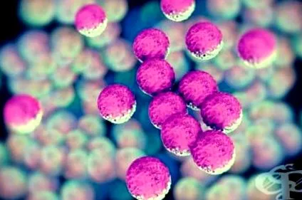 besorolt staphylococcusok