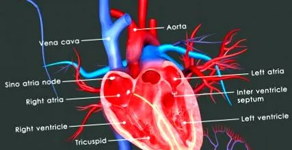 aorta szelep aorta