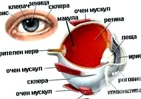 pályája