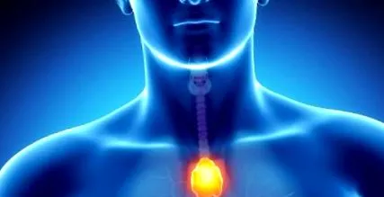 thymus legfontosabb