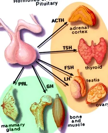 hormonok