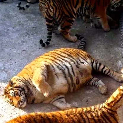 fotók