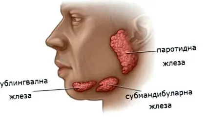 nyálmirigy daganatok patológia