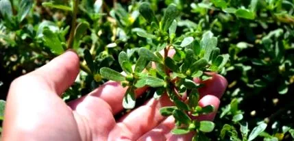 purslane purslane