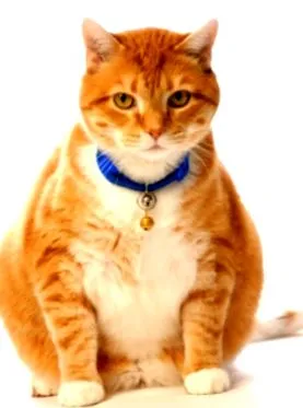 hízik
