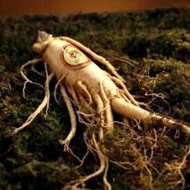 ginseng nanocom