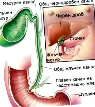epehólyag anatómia