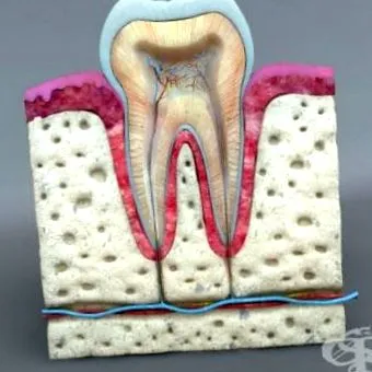 dentes anatómia