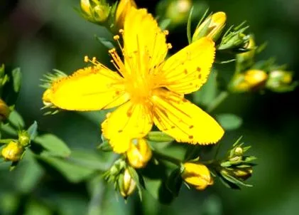 hypericum orbáncfű
