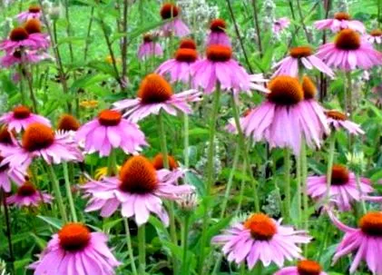 echinacea