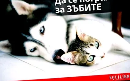 macskáknak