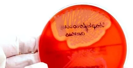 Staphylococcus aureus