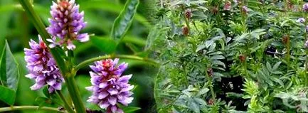 természet glycyrrhiza