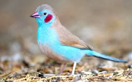egzotikus amelyek