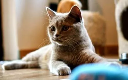 macska