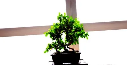 shui