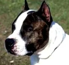 terrier kezelésében