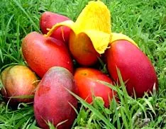 mangó