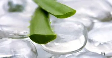 aloe vera
