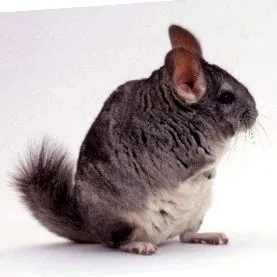 hogy csincsilla hogy csincsilla