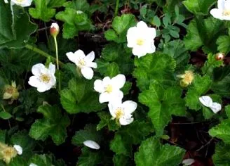 szeder rubus