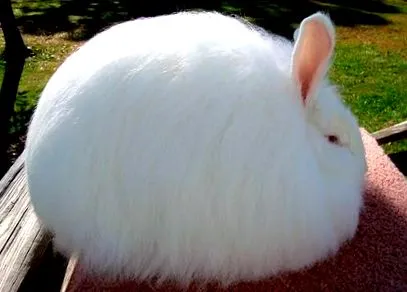 leírás