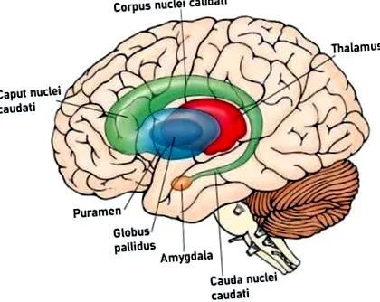 globus pallidus kisagyi