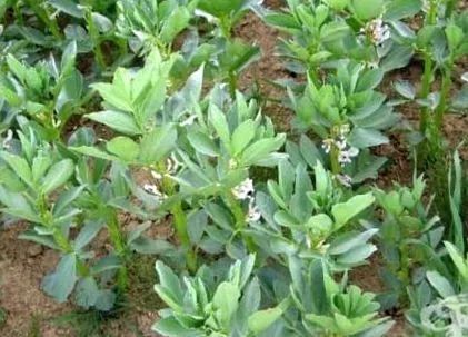 vicia fekete