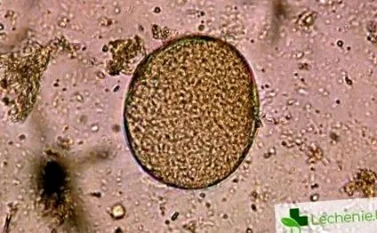 blastocysta hogy Blastocystis