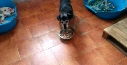 kóbor