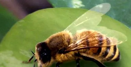 Apis melifica Apis melifica