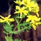 gyógynövény