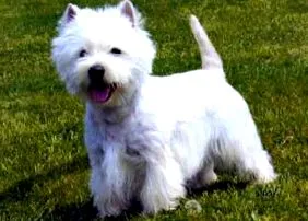 fehérterrier