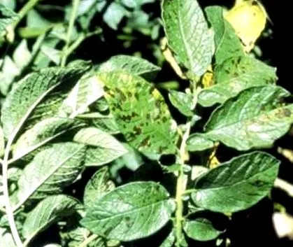 bronzlevél bronzlevél