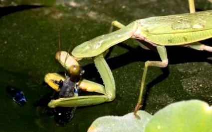 fogó fogó