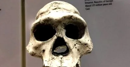 gondolják hogy Paranthropus robustus