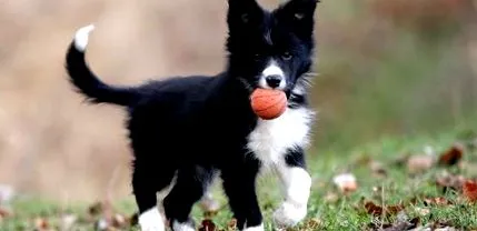 collie collie