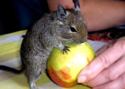 korlátozott számban degu
