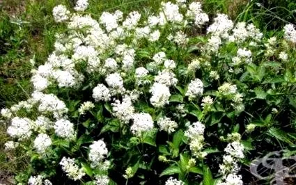 vörös ceanothus