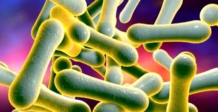 Corynebacterium diphtheriae