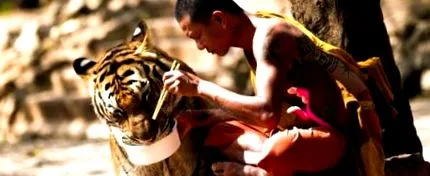 tigris