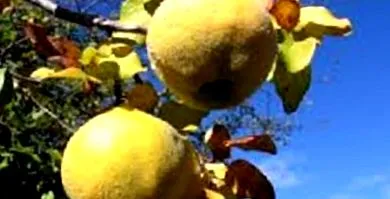 vitaminbomba birsalma levelek