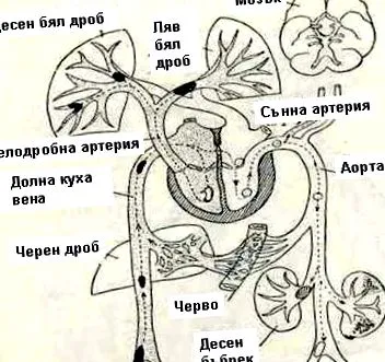koleszterin