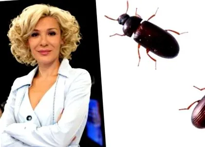 sikoltott bogarakat