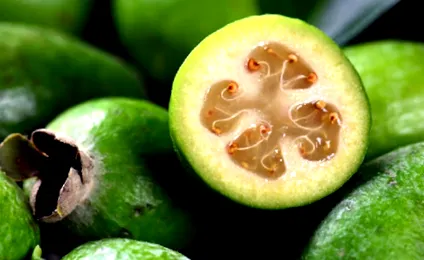 feijoa örök
