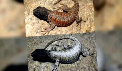 nemek zavarja
