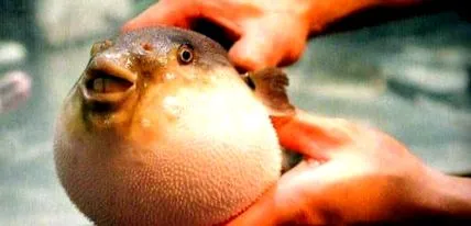 finomság fugu