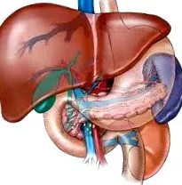 részletes használják hepatitis